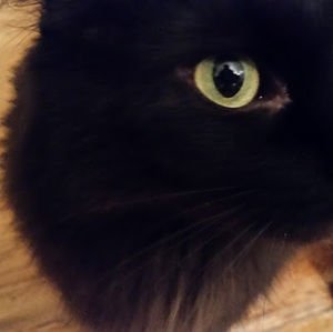 Meet your Posher, Lee